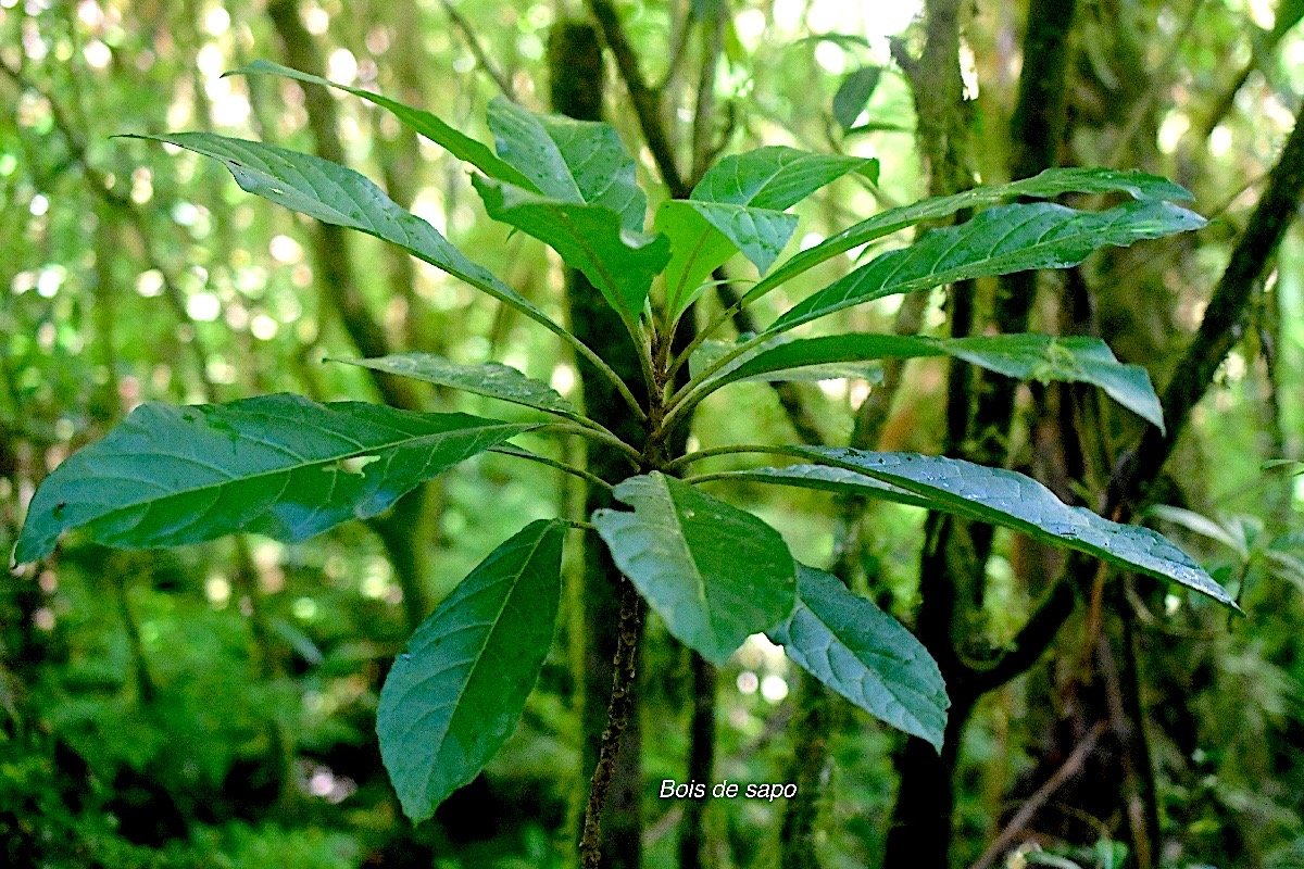 Vernonia fimbrillifera Bois de sapo Asteraceae Endémique La Réunion 1903.jpeg