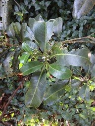 01 1 Melicope borbonica Catafaille DSC09429