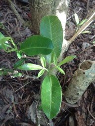 01 5 Melicope borbonica, Catafaille Bébé DSC09431