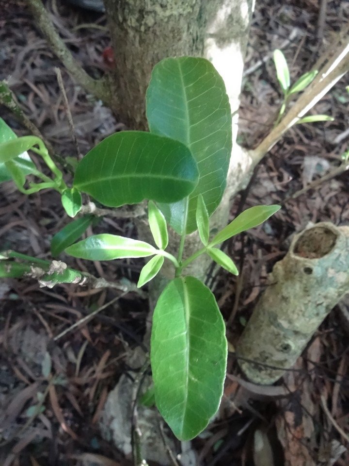01 5 Melicope borbonica, Catafaille Bébé DSC09431