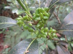 01 8 Melicope borbonica Catafaille Fruits DSC09543