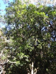 02 1 Melicope obtusifolia Gros patte poule DSC09452