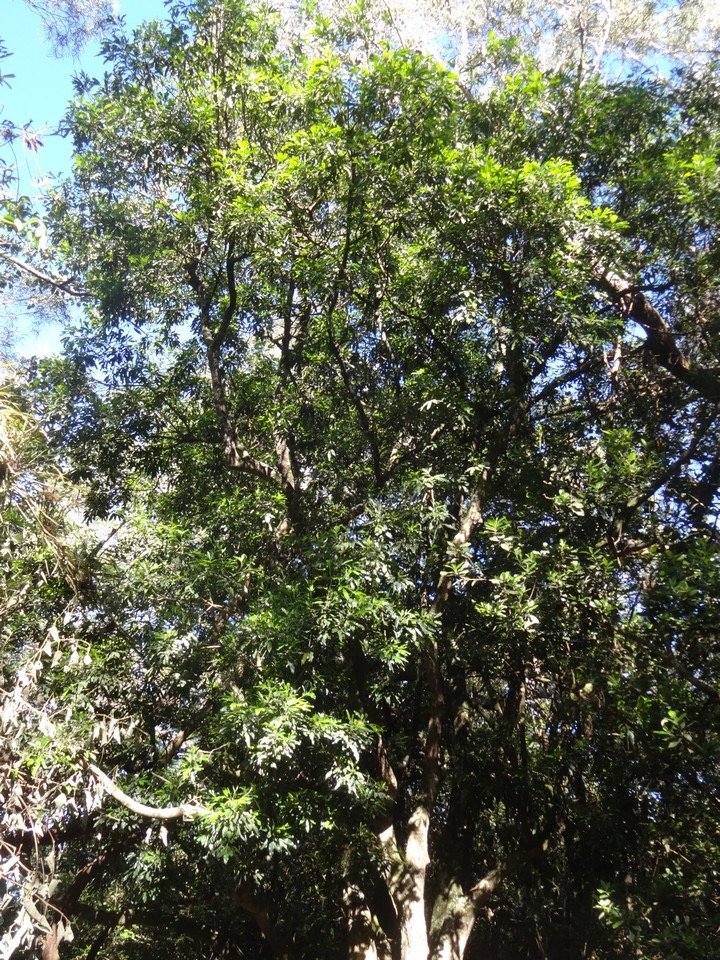 02 1 Melicope obtusifolia Gros patte poule DSC09452