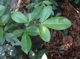 02 3 Melicope obtusifolia Gros patte poule Jeune DSC09448