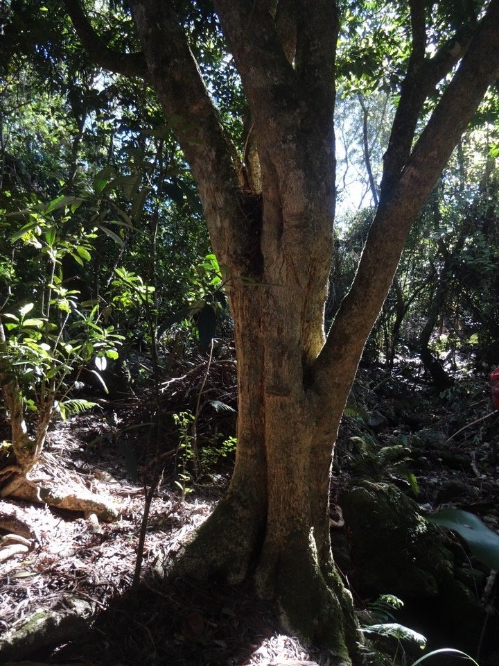 02 4 Melicope obtusifolia Gros patte poule Tronc jaune DSC09451