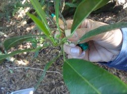 02 Melicope .....catafaille Fleurs fruits DSC09484