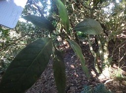 04 1 Chassalia corallioides Bois de corail Rubiacee DSC09430