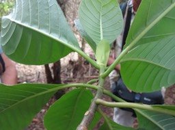 04 11 .....Chassalia DSC09539