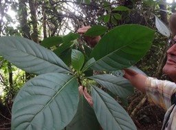 04 5 .... Chassalia Bois de corail...  DSC09536