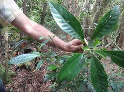 04 6 ...Chassalia Bois de corail DSC09530