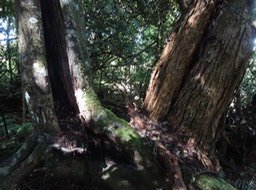 07 6 Collet monté Acacia heterophylla Tamarin des hauts fabacee  DSC09492