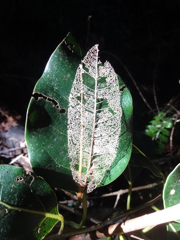 08 Fermentation butyrique de la cellulose d'une feuille DSC09438