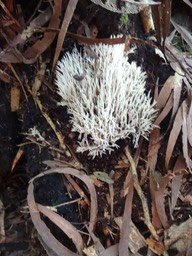 09 1 Lichens DSC09439