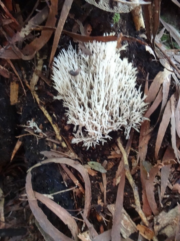 09 1 Lichens DSC09439