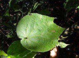 11 2 Dombeya pilosa Mahot blanc DSC09446