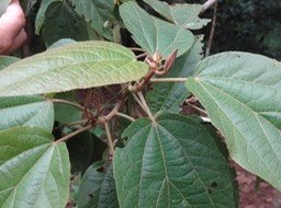 12 1 Dombeya  punctata Mahot DSC09540