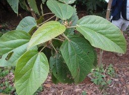 12 2 Dombeya punctata Mahot DSC09541