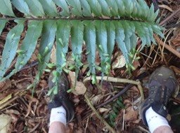 16 3 Asplenium daucifolium 1 mode de reproduction DSC09471