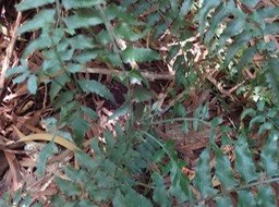 17 2 Asplenium boltonii et ses bulbilles DSC09459