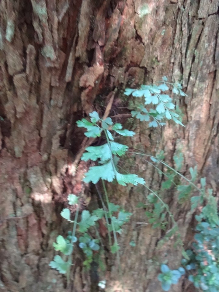 18 .....Asplenium Aethiopicum  DSC09489