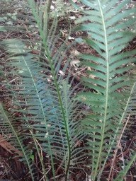 19 Blechnum alternatum DSC09463