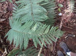 21 2 Polystichum ammifolium Indigène DSC09523