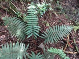 22 2 Ctenitis Endémique DSC09526