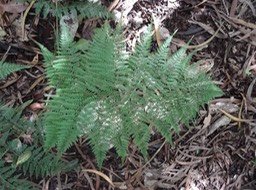 23 2 Athyrium scandicinum Indigène DSC09528