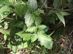 25 3 Clematis mauritiana Liane marabit Ranunculacee Indigène DSC09546