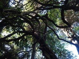 25 4 Clematis mauritiana Liane maranit Ranunculacee Indigène  DSC09466