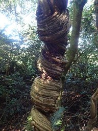 25 5 Clematis mauritiana Liane marabit Ranunculacee Tronc RDSC09464