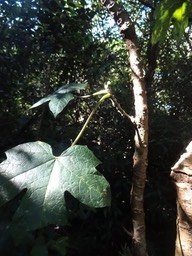 30 1 petit papayer des hauts papaveracee DSC09482