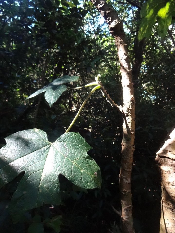 30 1 petit papayer des hauts papaveracee DSC09482