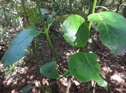 32 5 Monimia mapou Monimiacee ,DSC09497