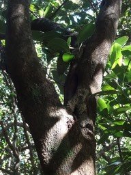 35 2 Sideroxylon borbonicum Bois de fer batard Sapotacee End .... Tronc DSC09503