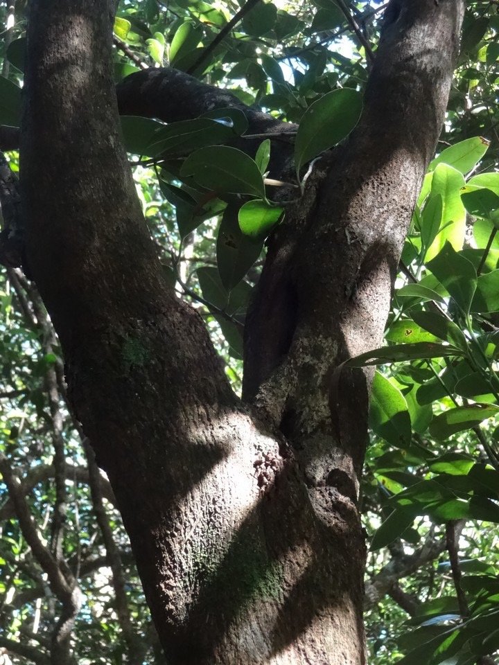 35 2 Sideroxylon borbonicum Bois de fer batard Sapotacee End .... Tronc DSC09503