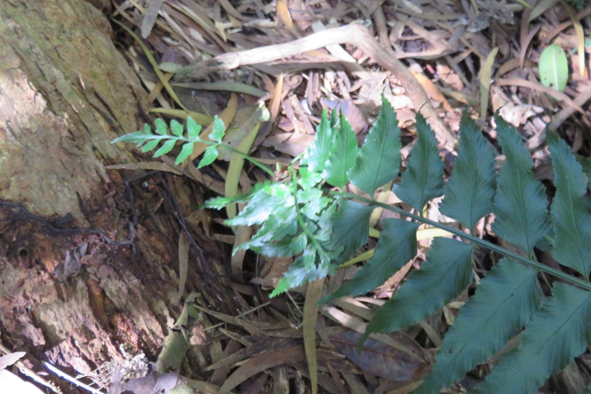 Asplenium boltonii IMG_1786