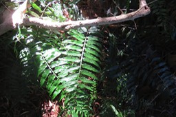 ??? Asplenium docifolium IMG_1777