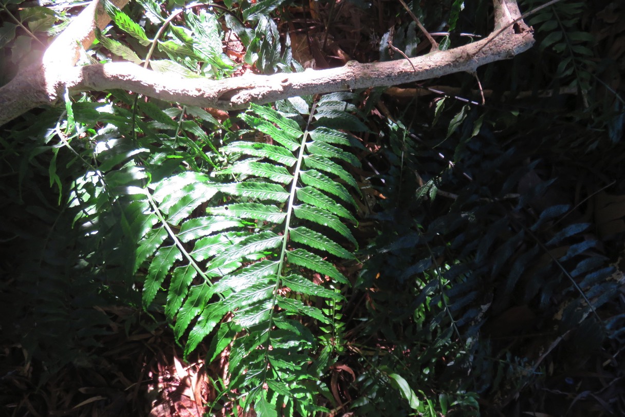 ??? Asplenium docifolium IMG_1777