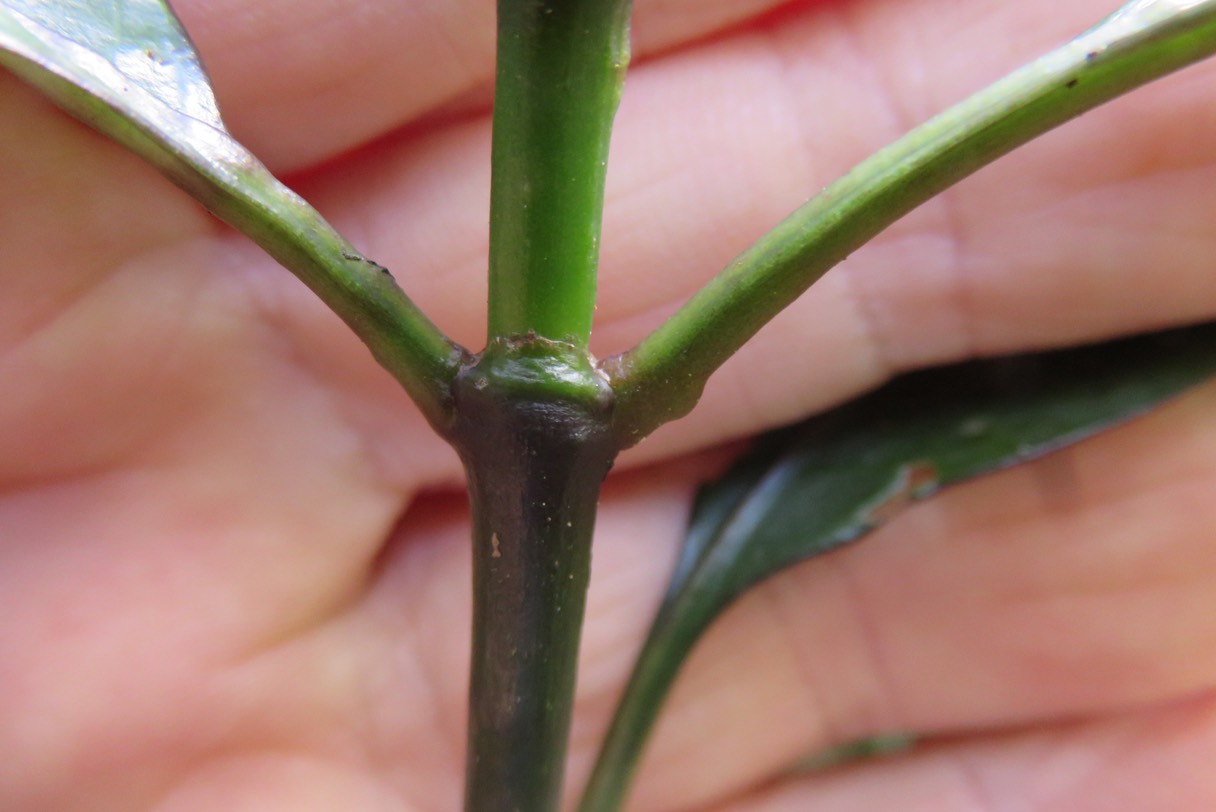 ??? Base foliaire du bois de corail (pas de stipule comme Losto café) IMG_1820