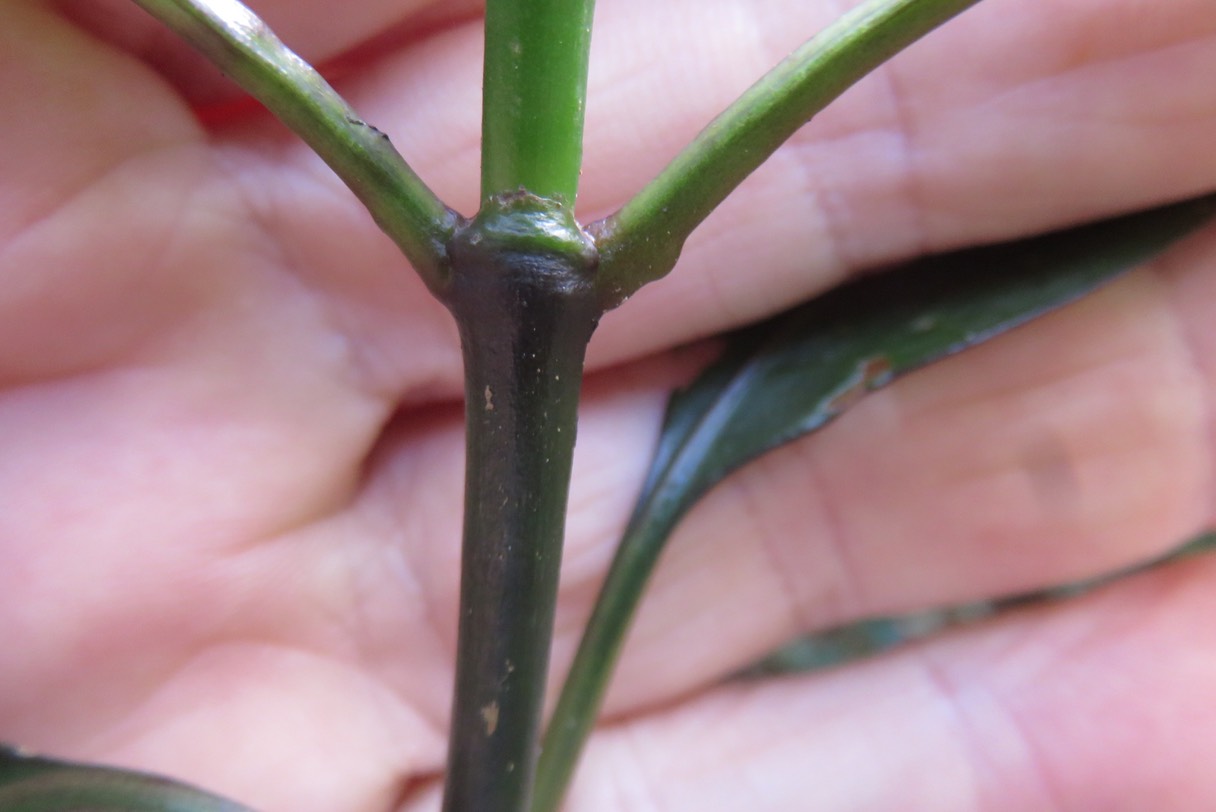 ??? Base foliaire du bois de corail (pas de stipule comme Losto café) IMG_1819