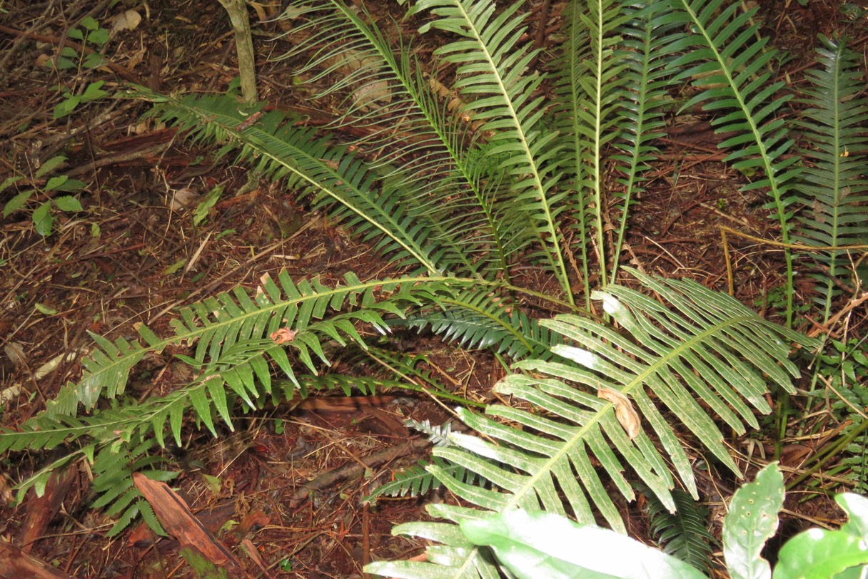 Blechnum attenuatum IMG_1787