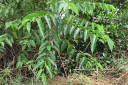 Bois d'Andrèze IMG_1852