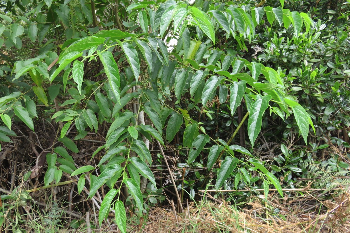 Bois d'Andrèze IMG_1852