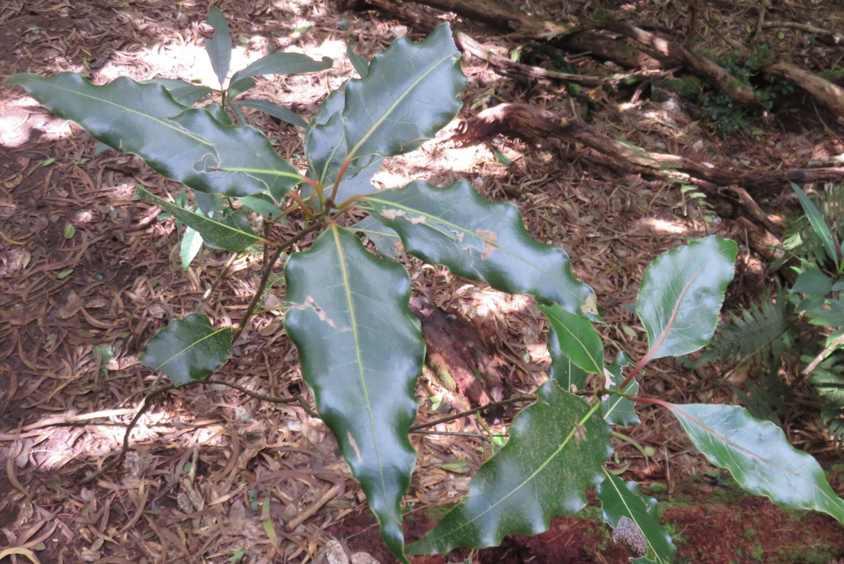 Bois de cannelle IMG_1825