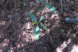 Bois de corail IMG_1778