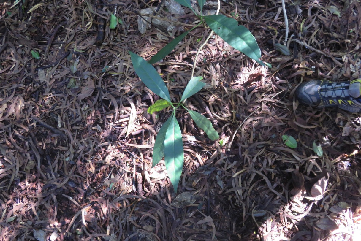 Bois de corail IMG_1778