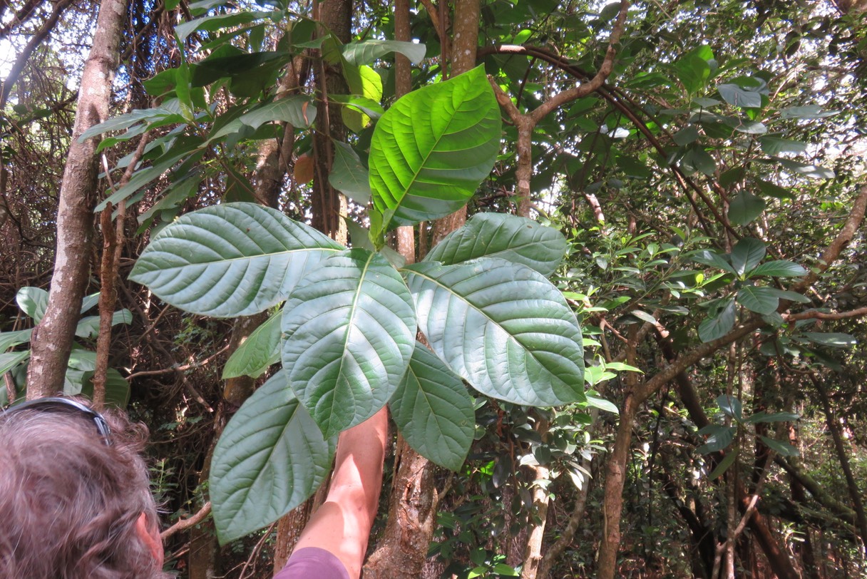 ??? Bois de corail IMG_1835