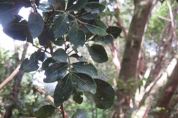 Bois de gaulette  IMG_1833