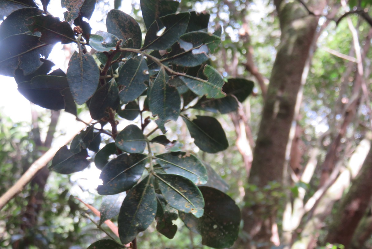 Bois de gaulette IMG_1832